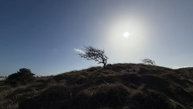 Ein einzelner Baum in der Dünenlandschaft auf Borkum im Gegenlicht.